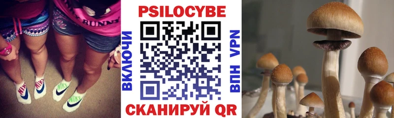 Псилоцибиновые грибы Psilocybe  где купить   Сретенск 